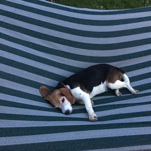 Fundraising Page: Terri-Anne Reese